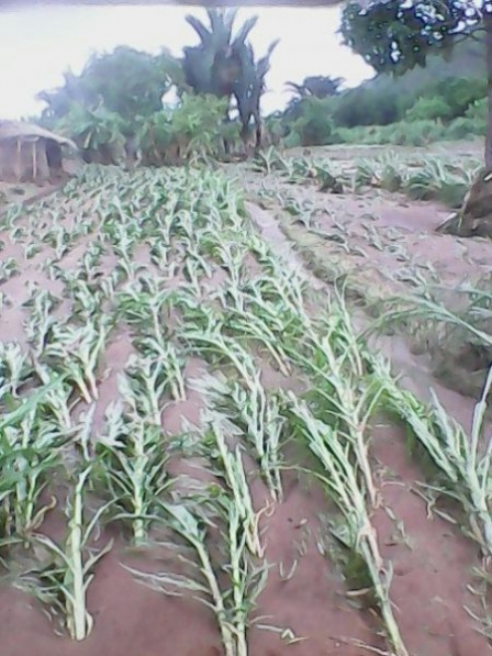 “Malawi to have normal rainfall, strong El Nino for 2023/2024 growing season”-Met