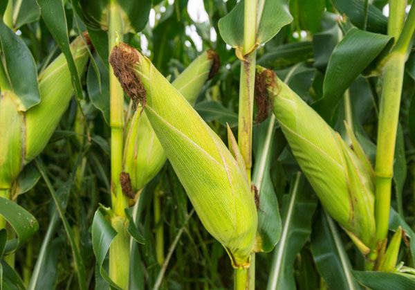 Government says Malawi should expect bumper crops in the Southern Region