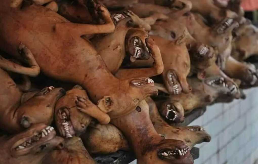 Bizarre; Zambian man arrested for being found with roasted dog meet ready to sell