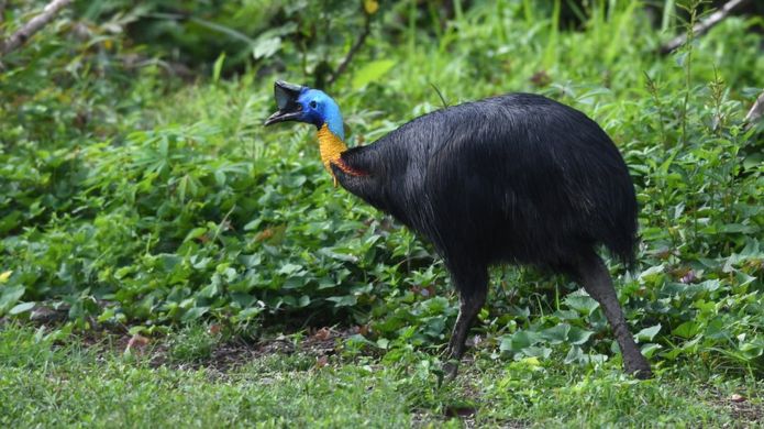 Bizarre; Florida man killed by large flightless bird he owned