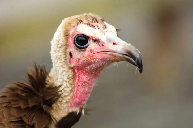 Botswana poisoned vultures are ‘critically endangered’