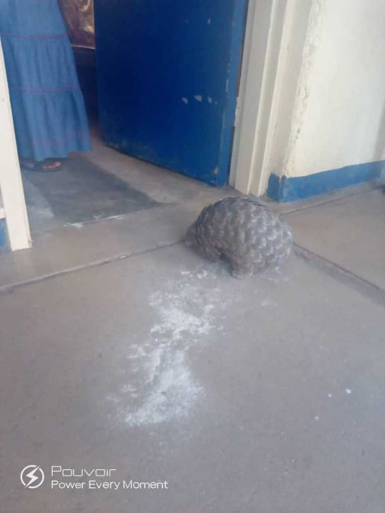 Malawi’s Chikwawa man arrested for possessing live pangolin