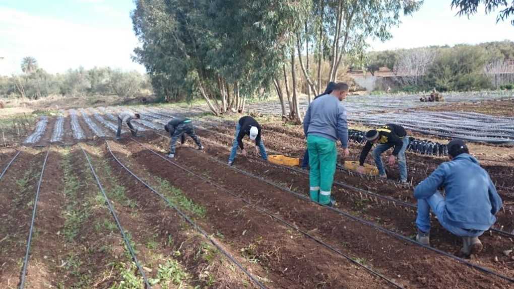 AGRICULTURAL LITERACY: A Solution to Youth Idleness and Unemployment