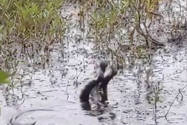 Snakes filmed battling it out in bizarre ‘dance-off’ to attract female in USA’ Alabaman
