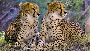 Malawi’s Majete Wildlife Reserve gets four cheetahs…to boost tourism
