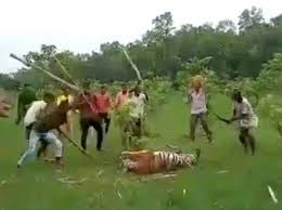 Revenge mob beats tiger to death with sticks in India