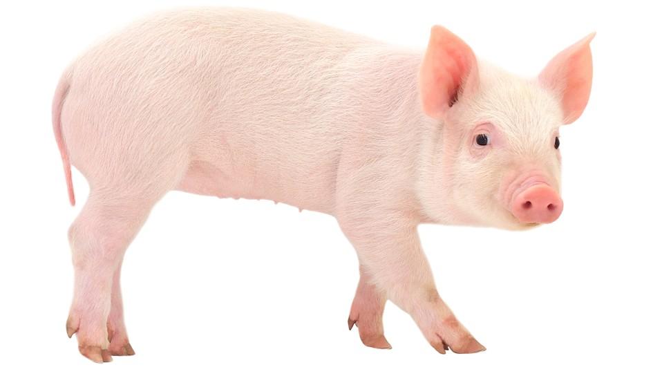 Shocking: Zimbabwean woman gives birth to a ‘pig’