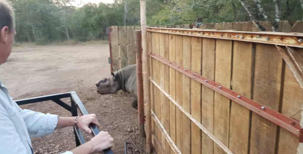 Black Rhino Moved from SA to Eswatini!