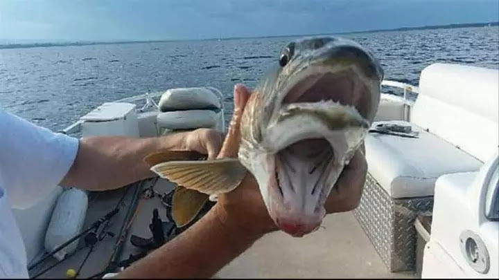 Bizarre: Fisher woman catches creature with two mouths in New York Lake