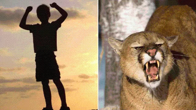 Extraordinary! Colorado’s 8-year-old boy fights off mountain lion with stick while it ‘chewed on his head’