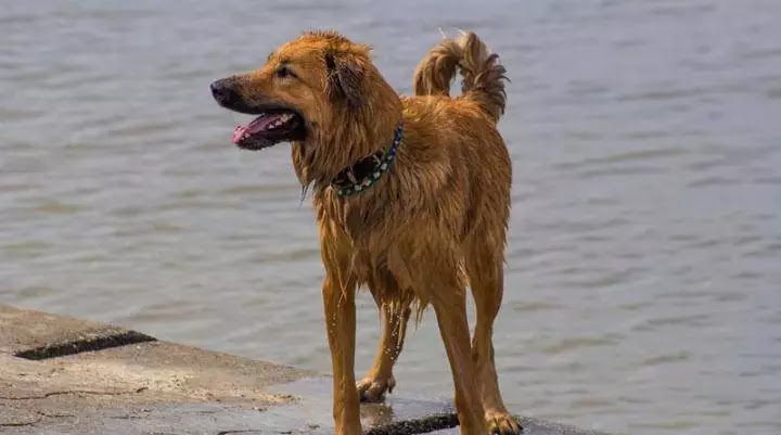 Shocking! New Mexico dog travels more than 100 km to bite its owner after being abandoned