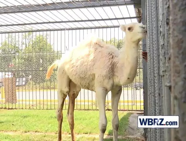 Bizarre: Louisiana woman forced to bite a camel’s genitals to escape deaf dog