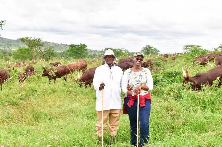 Uganda President Museveni pictured grazing cattle with his daughter