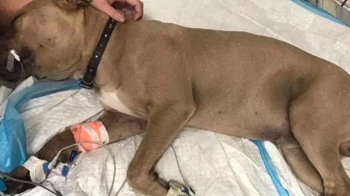 Awesome!USA’s Florida it bull dies protecting kids from snake
