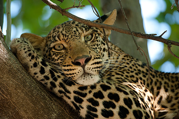 Botswana: Africa’s Best Safari Country 2019