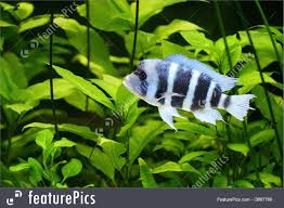 Four Chinese arrested in Malawi for illegally fishing Cichlid fish