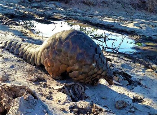Zimbabwean national, two Malawians arrested for possessing live pangolins
