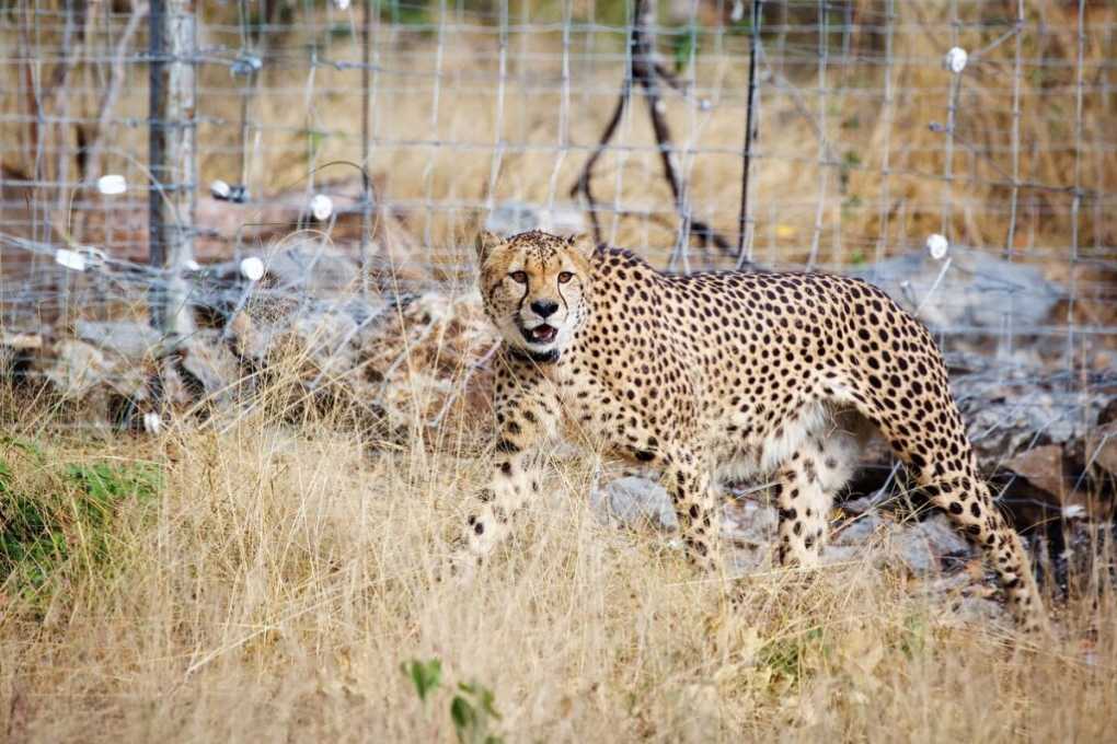Malawi joins global agreement in combating wildlife crimes