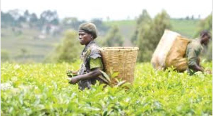 Malawi’s Tea prices down over lower demand-World Bank report
