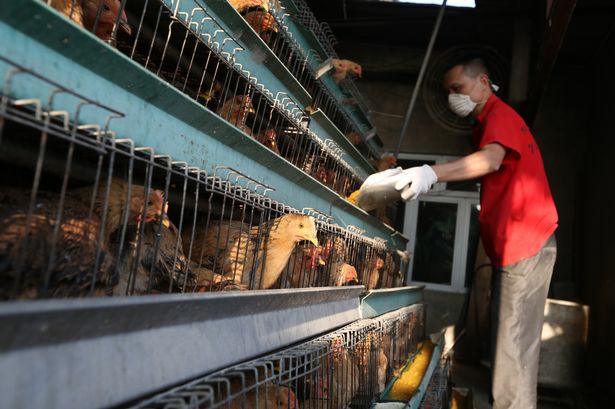 Health crisis: H5N1 bird flu outbreak strikes China amid coronavirus