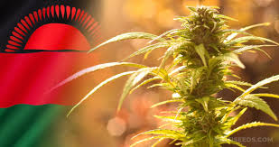 Malawi follows world trends, legalizes cannabis cultivation for certain uses