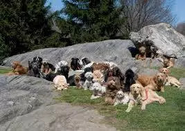 81-yr-old Nigerian woman living with 80 dogs goes missing