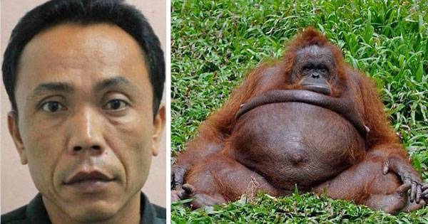 Bizarre: Indonesia Zoo keeper arrested for impregnating female Orangutan
