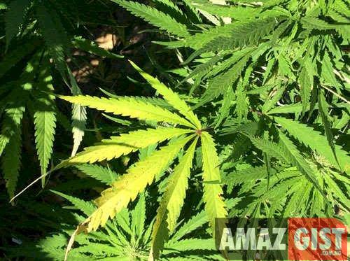 Joe Biden pardons marijuana convicts