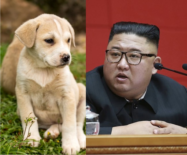 North Korea’s food crisis:Citizens ordered to submit pet dogs for meat