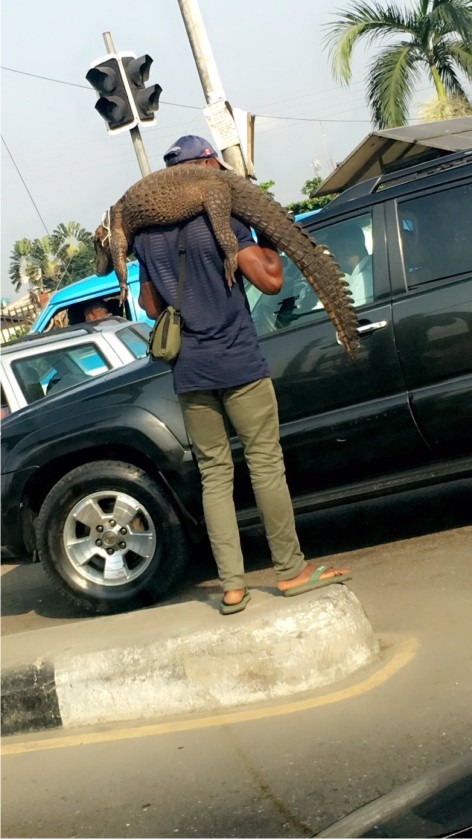 Shocking! Nigerian Port Harcourt man caught hawking crocodile in traffic for sale