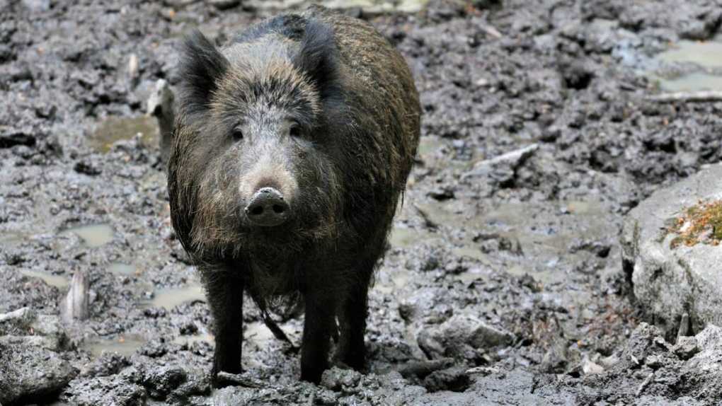 Shocking! Brazil man’s genitals chopped, fed to pigs for attempting to rape his niece