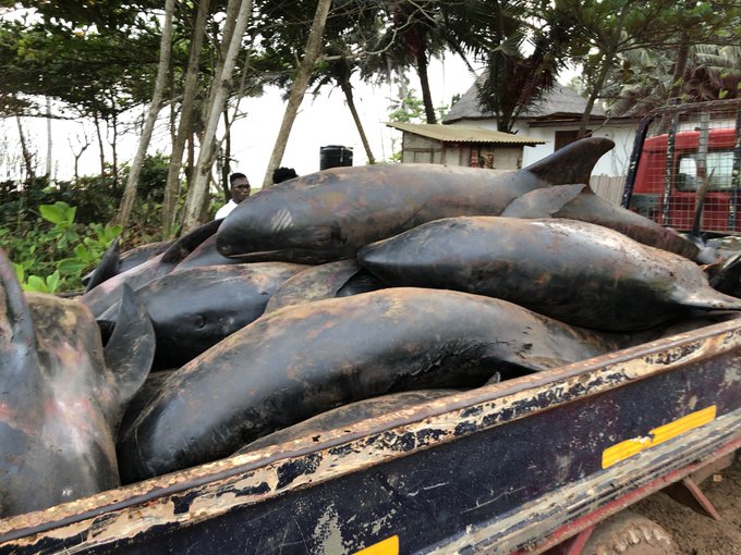 Dead dolphins and fishes washed ashore in Ghana