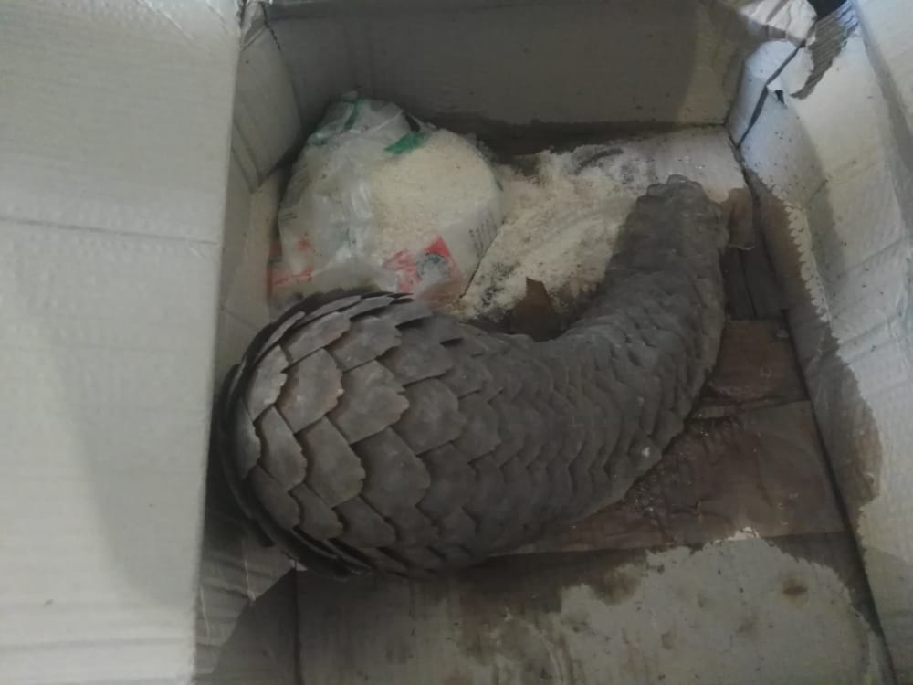 Two Malawian men in Karonga arrested for illegal possession of pangolin