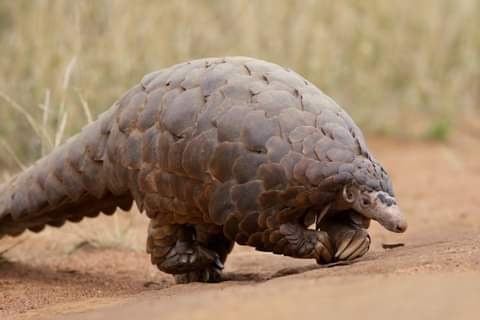 Malawi Court convicts Chinese national Yun Hua Lin for wildlife related offences