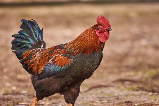 Form 3 boy beats father to death for selling his cock in Kenya