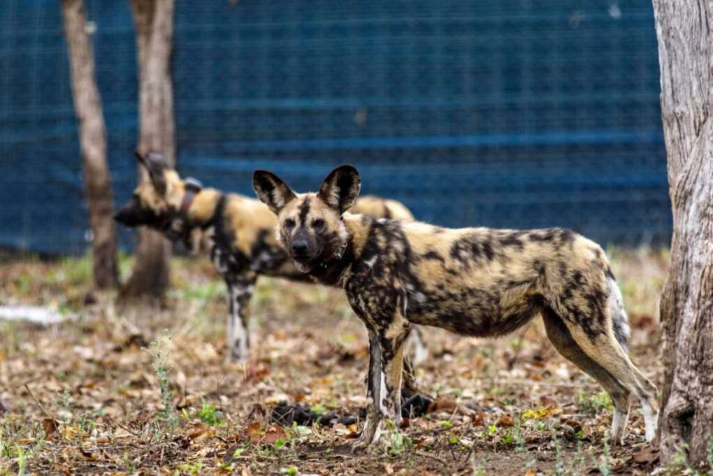 African Wild Dog return to Malawi