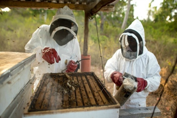 Beekeepers