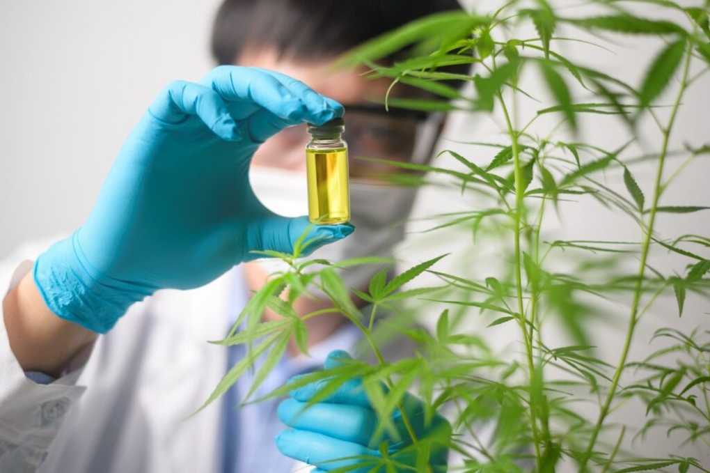 5 Facts about CBD Oil