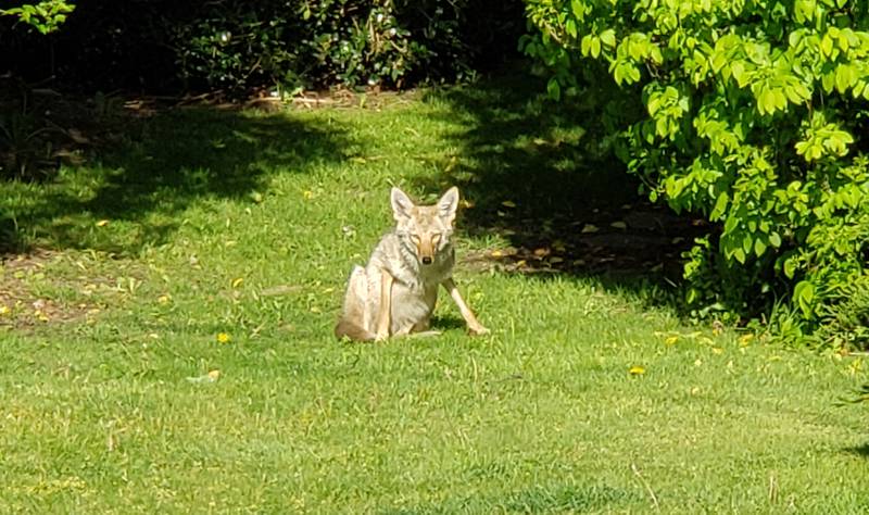 Gwinnett News: Neighborhood bitterly divided over how to handle family of coyotes