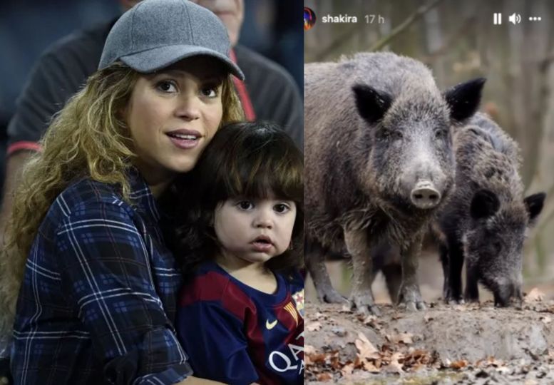 Wild boars attack Colombian pop star Shakira while in a park with her son