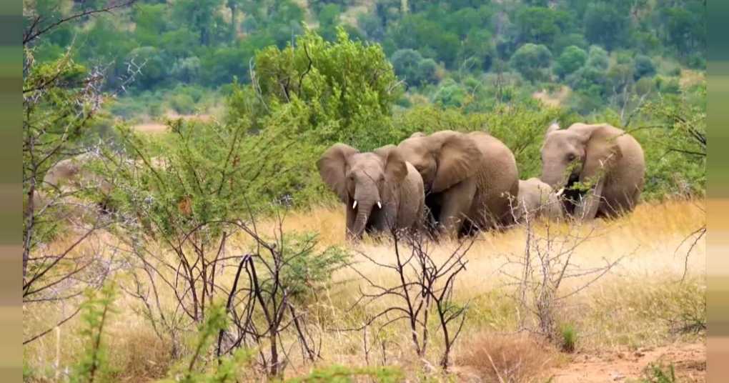COP26: Gabon’s efforts to save its forests