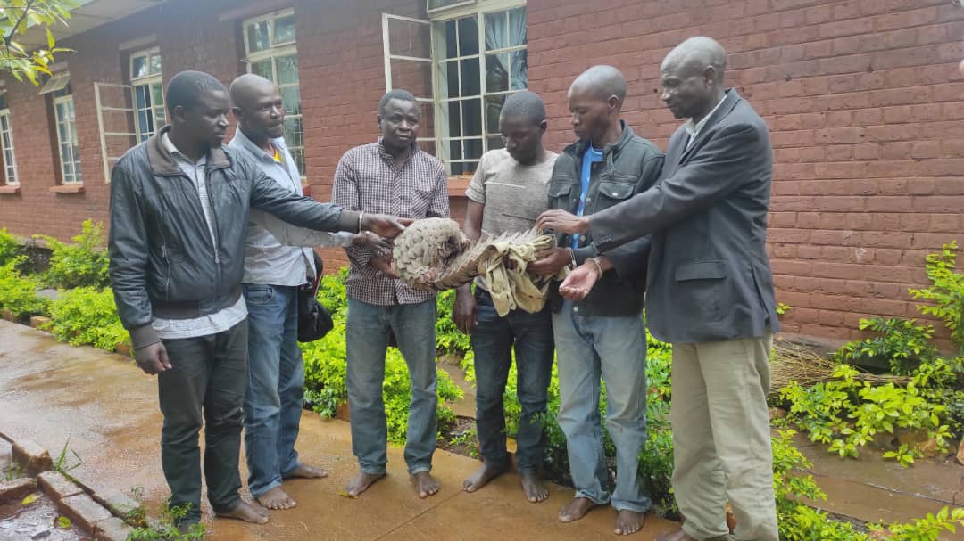 Six Malawi’s Rumphi men arrested for illegal pangolin possession