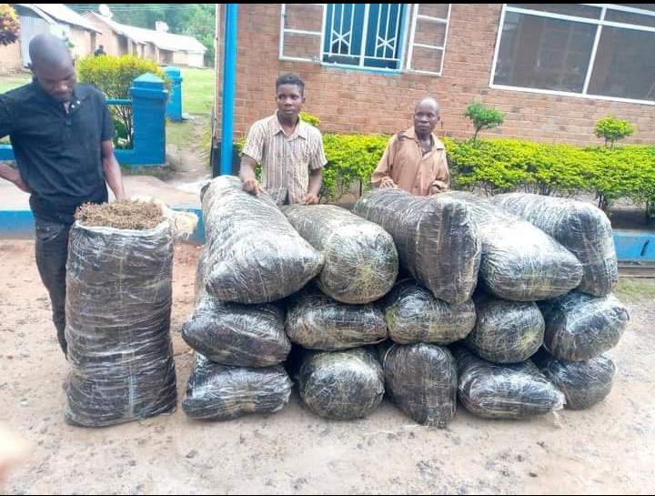 Three Pallet Kings company workers arrested over illegal cannabis possession