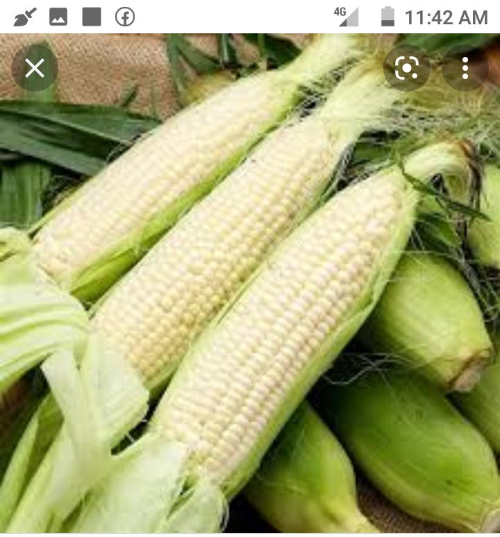 Blantyre City Council bans selling of green maize