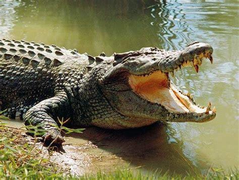 Mangochi husband goes missing while saving wife from crocodile attack
