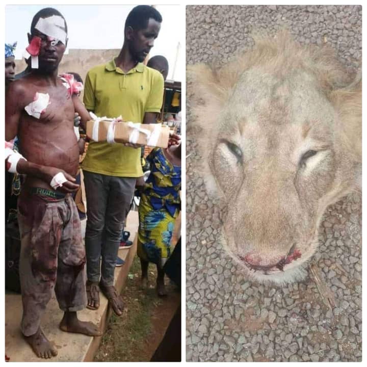 Bravery! Ugandan single-handedly man kills lion in Brutal fight