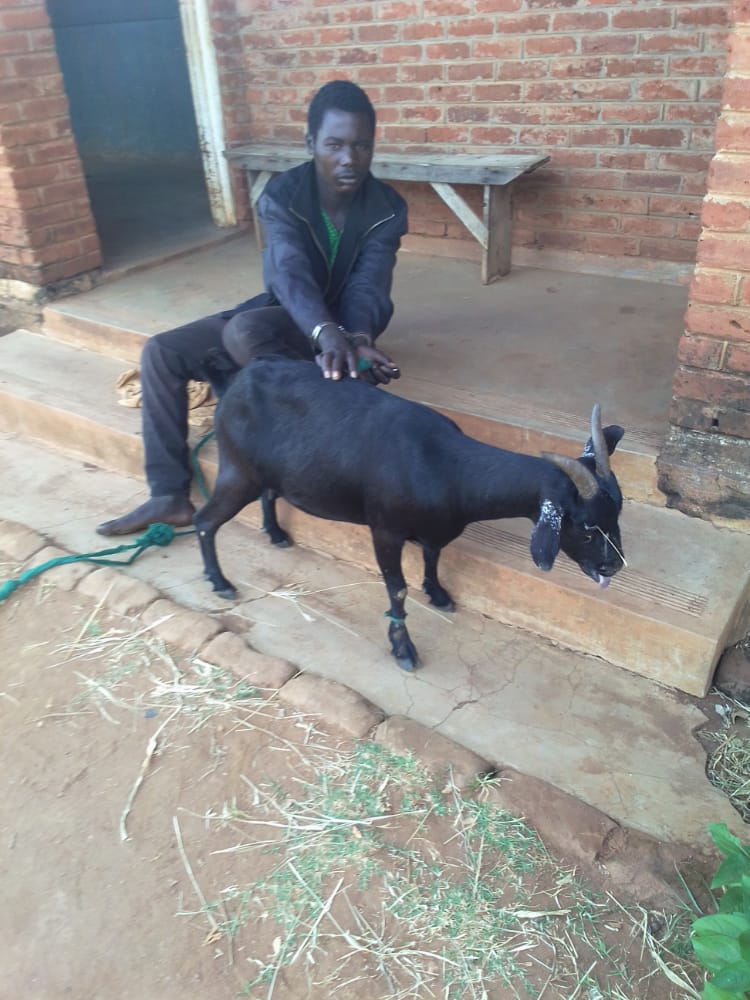 Malawi’s Ntchisi man jailed 4 years for having sex with goat