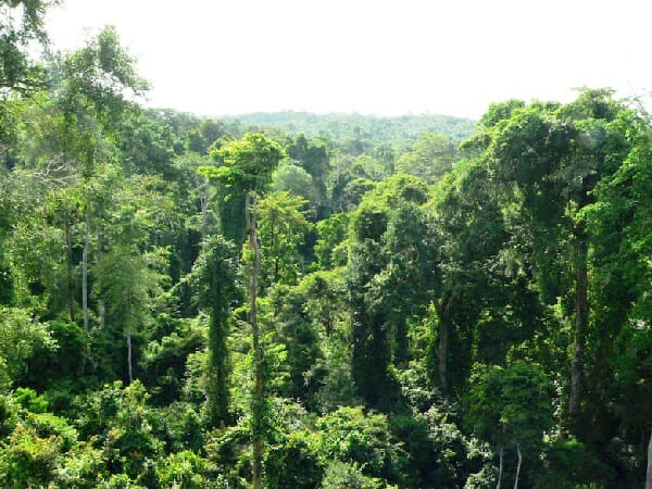 Ghana’s plan to reclassify popular forest reserve sparks concerns