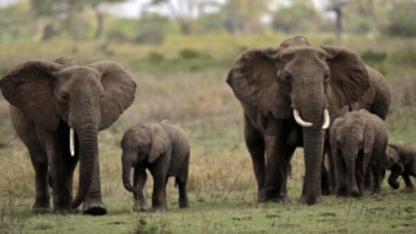 Zimbabwe: Elephants kill 60 people in five months