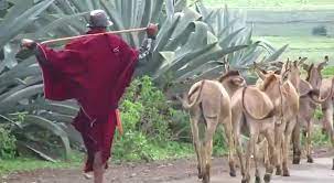Tanzania bans donkey slaughter to stop risk of extinction